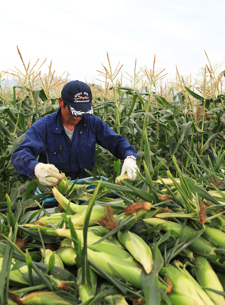sweetcorn-3l